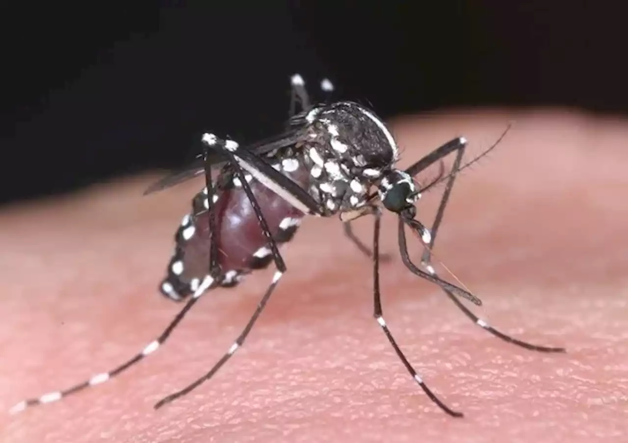 Cebu island has highest number of dengue cases in CV