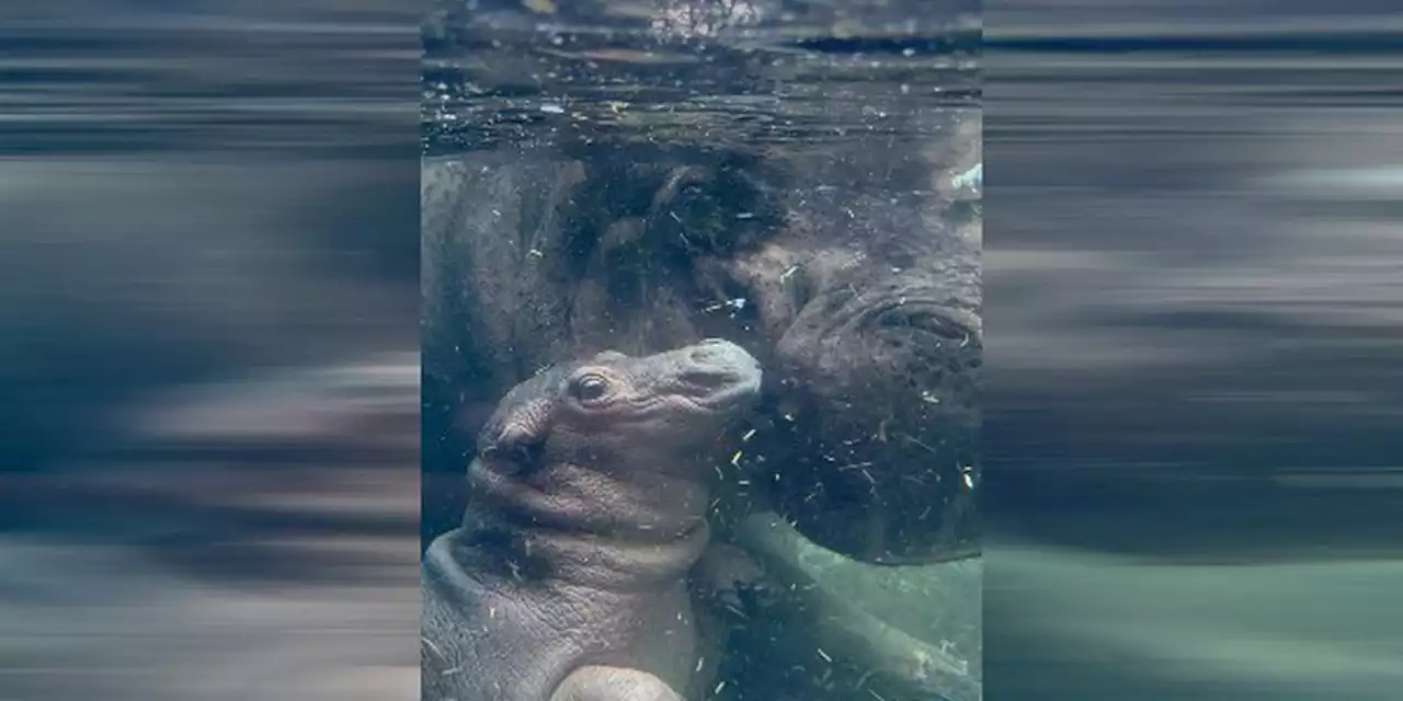 Baby Fritz takes first steps at Hippo Cove with mom Bibi