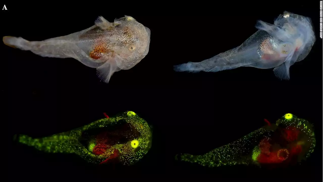 Tiny glowing fish is full of antifreeze to help it survive Greenland's icy waters