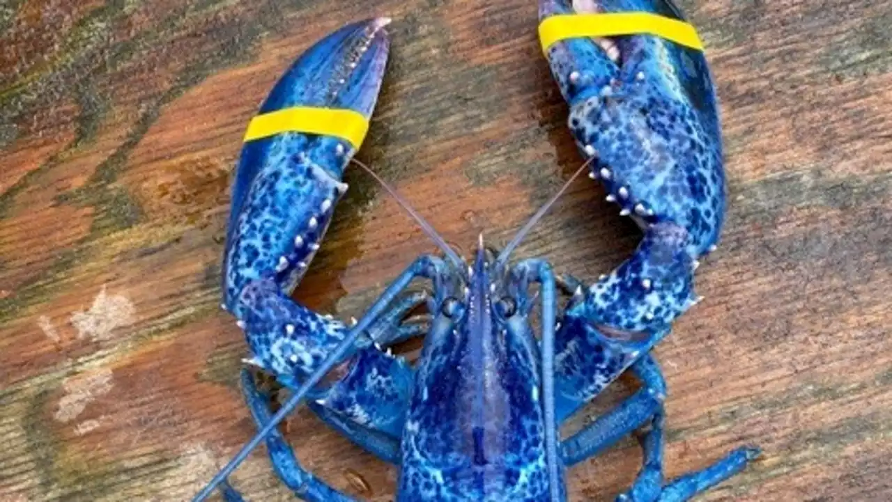 Meet 'Lucky Blue': 'One-in-2-million' bright blue lobster caught by father and son in Maine