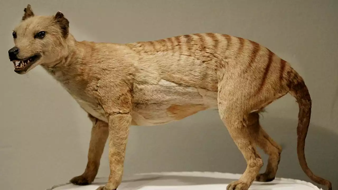 Can the extinct Tasmanian tiger return? Genetic engineers hope so