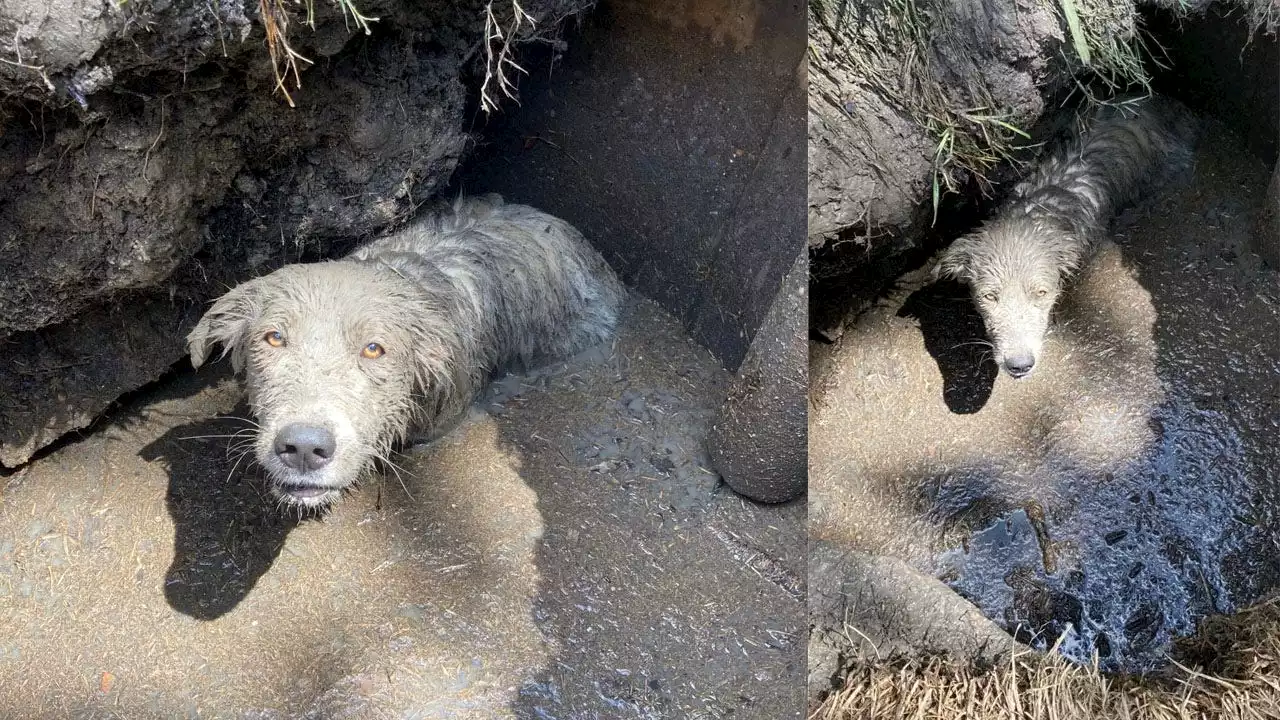 Dog rescue: Injured Great Pyrenees freed from muddy sinkhole in Houston