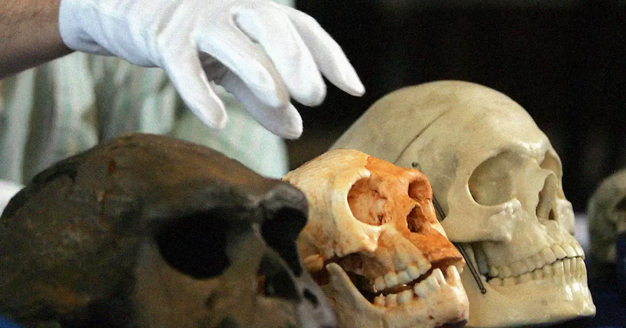 Scientist Says There May Be a Species of Hobbit-Like Humanoids Hiding on an Island