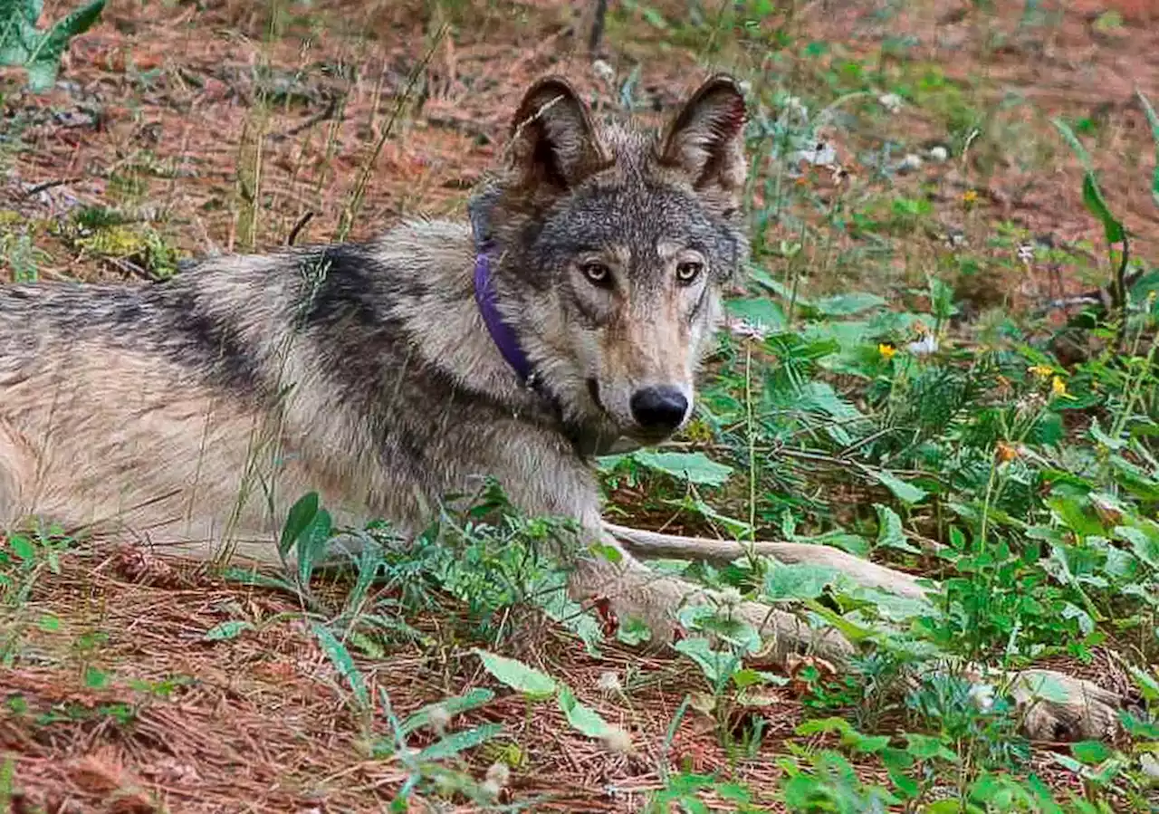 ‘Malicious intent’ suspected in wolf escape, Greater Vancouver Zoo says