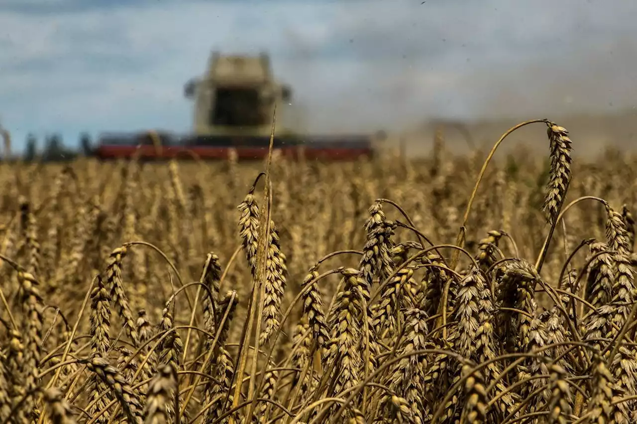 Ukraine expects largest convoy yet under grain export deal to arrive for loading