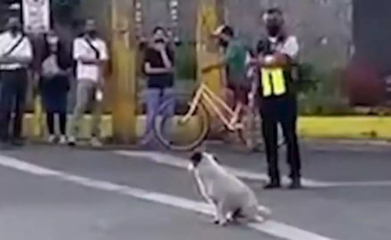 Dog goes viral for ‘manning’ traffic in Cebu City