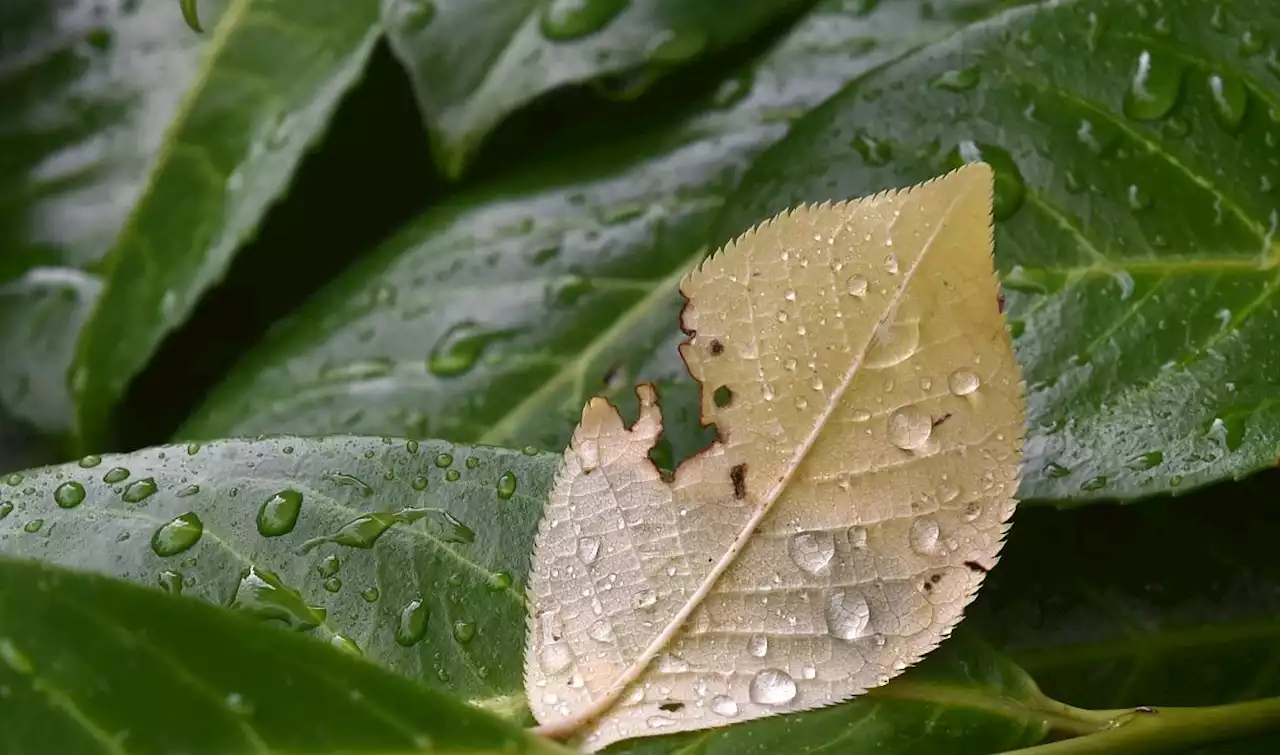 Habagat to bring cloudy skies, scattered rains over parts of northern, central Luzon