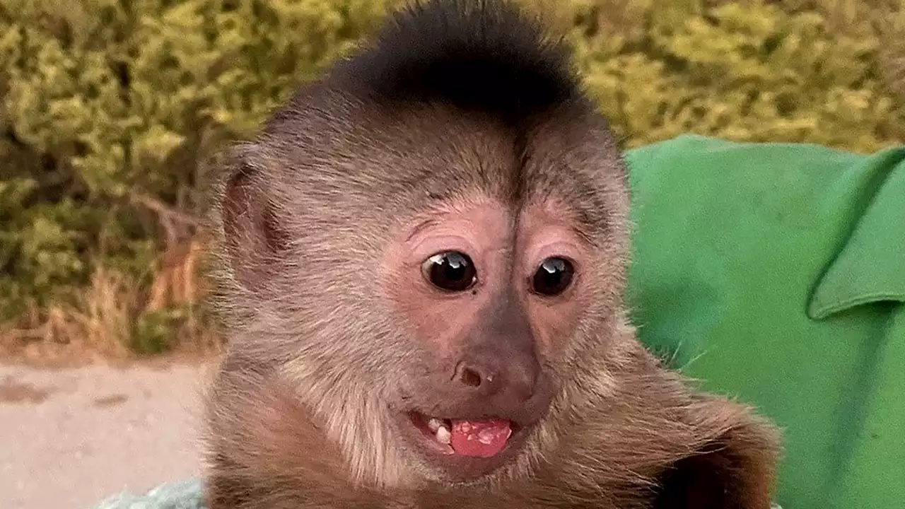 A Primate Suspect: US Monkey Dials 911