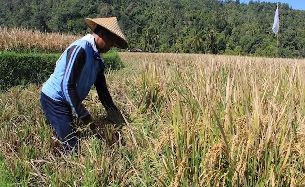 Dewan Sebut Program Pemberdayaan Petani di Buleleng Setengah Hati