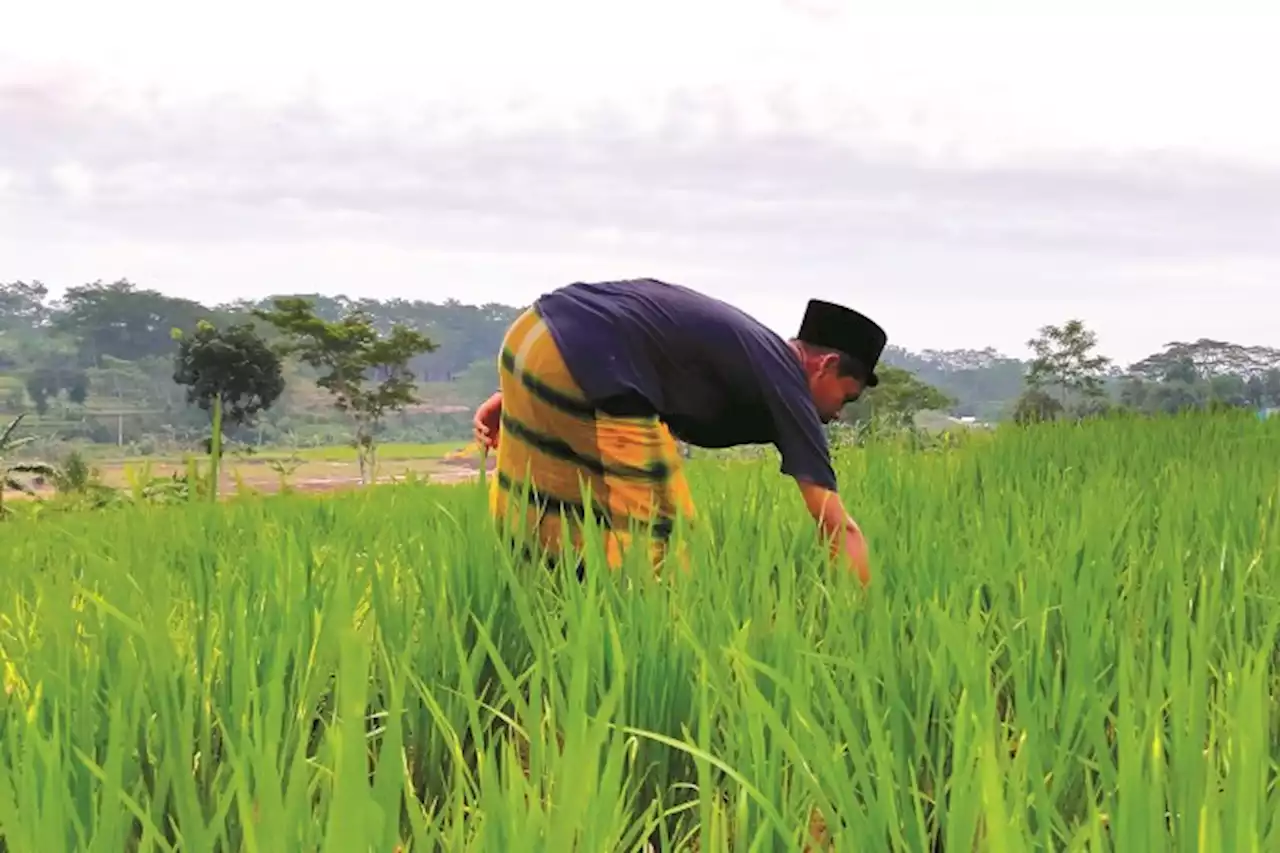 Keterlibatan Swasta dan BUMN Bisa Kuatkan Ketahanan Pangan Indonesia