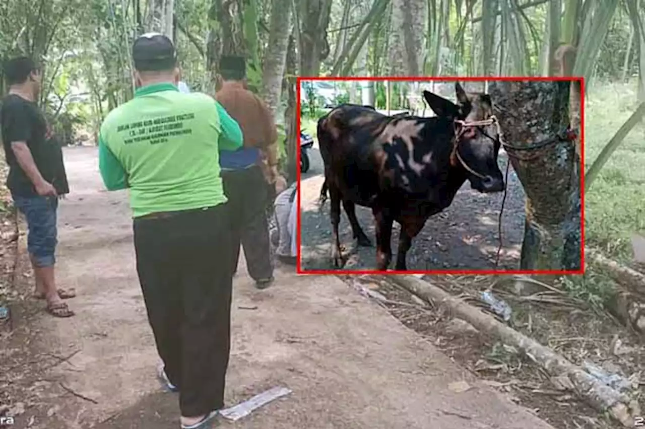 Sapi Warga Desa Rejing di Tiris Dicuri, Ditemukan di Desa Pesawahan