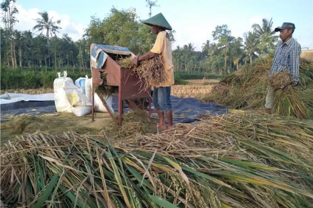 Info Penting untuk Petani: Ada Aturan Baru Alokasi Pupuk Bersubsidi 2023 di Lombok