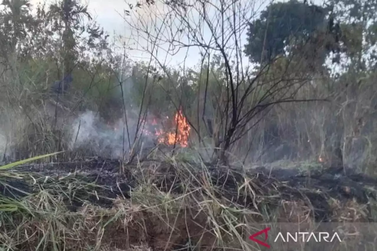 Kebakaran Lahan di Tilatang Kamang, Api Nyaris Melahap Pemukiman Warga