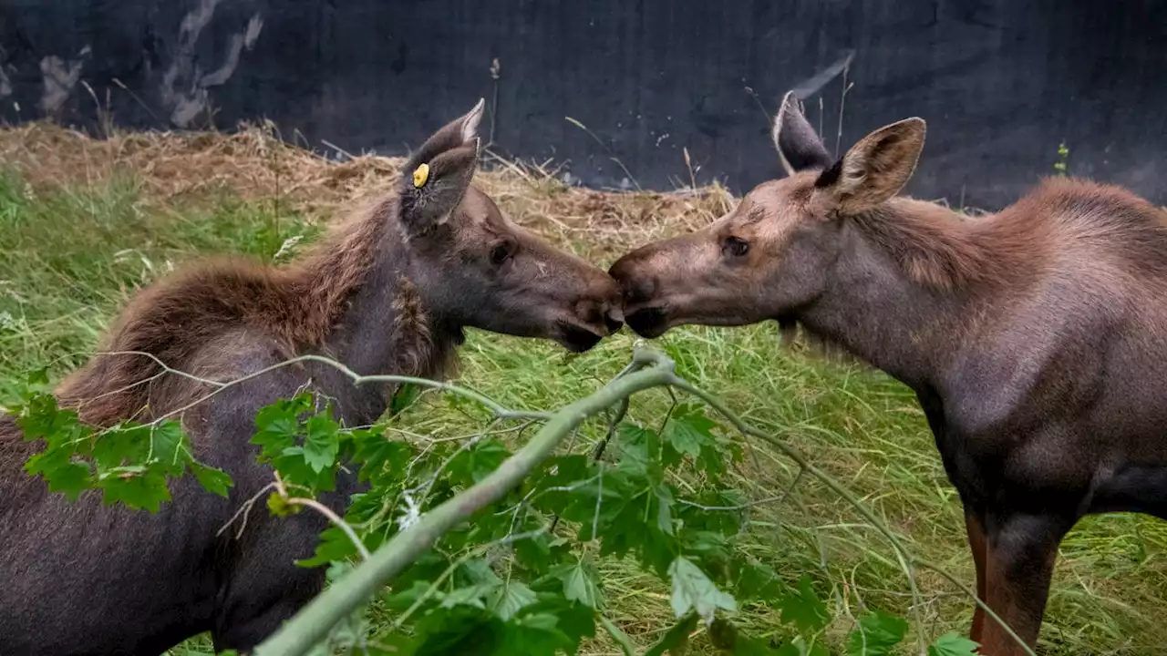 3 orphaned moose calves arrive at Northwest Trek