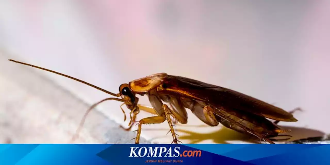 5 Cara Mengusir Kecoak dari Rumah dengan Cepat