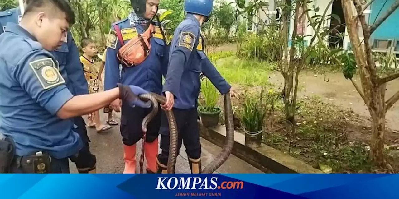 King Kobra Sepanjang 3 Meter Sembunyi di Bawah Kasur Rumah Warga di Bogor