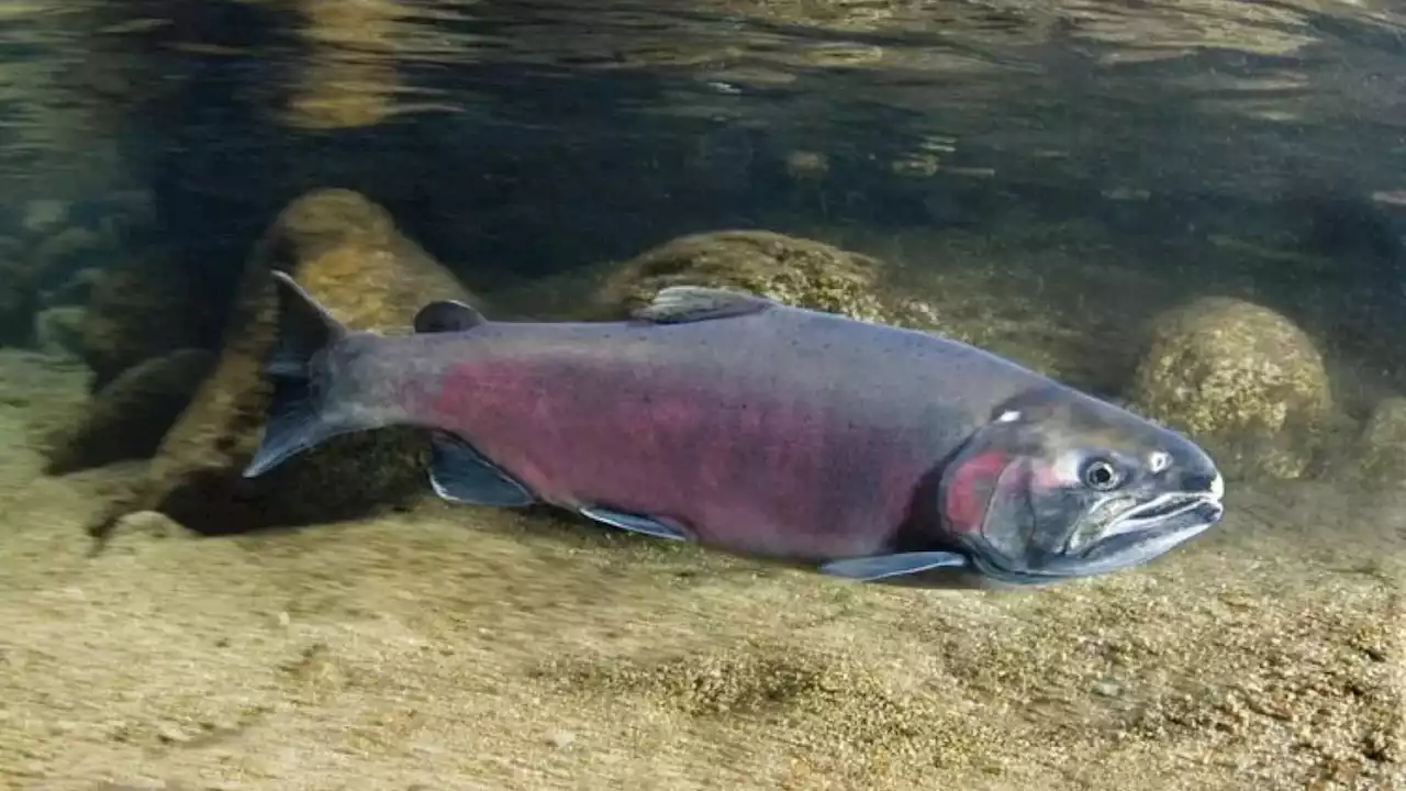 For the first time ever, state to close Kuskokwim and most tributaries to coho fishing