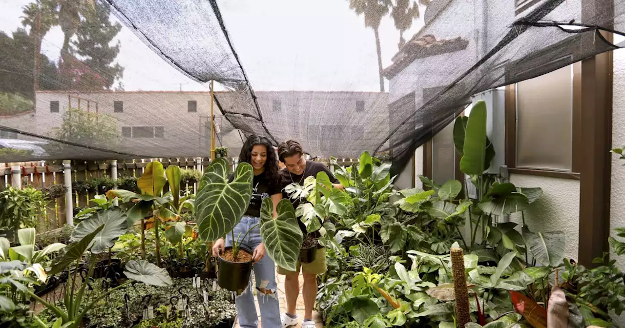 First came love, then a fiddle-leaf fig and a bustling plant store