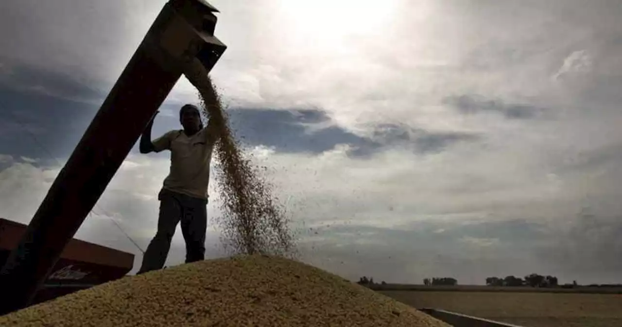 Los granos volvieron cerrar con pérdidas en el Mercado de Chicago | Agricultura | La Voz del Interior