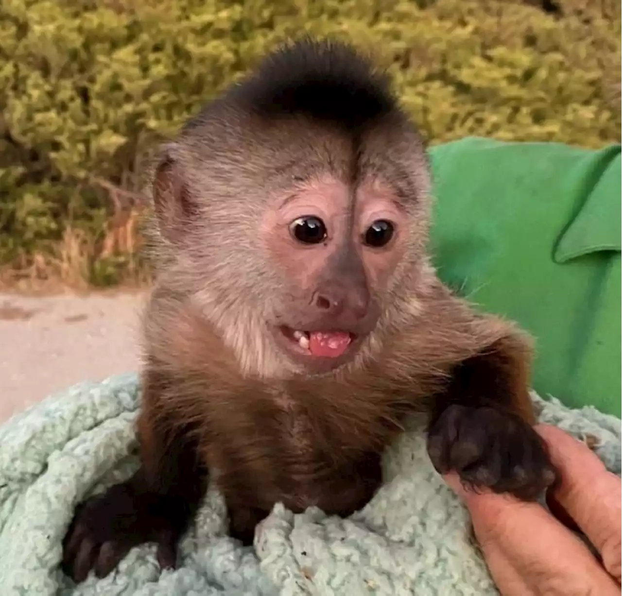 Police sent to California zoo after its resident monkey made an emergency call