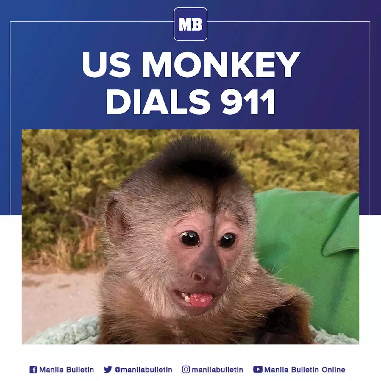 A primate suspect: US monkey dials 911