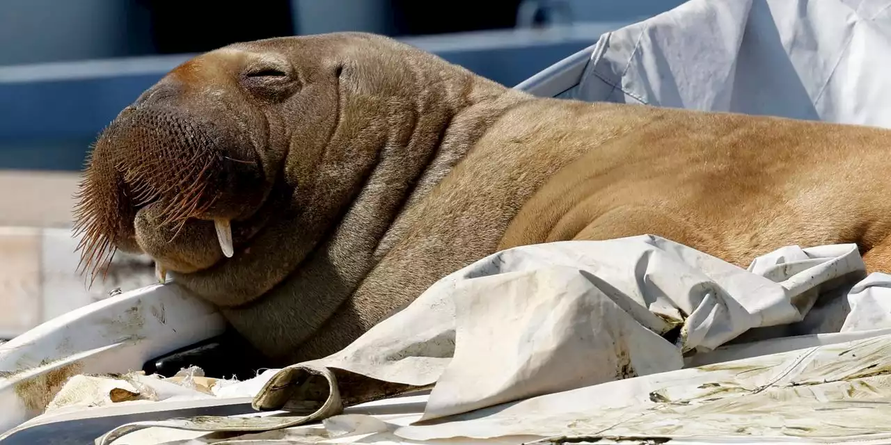 Fundraiser to honor Norway’s late celebrity walrus Freya has raised $20,000