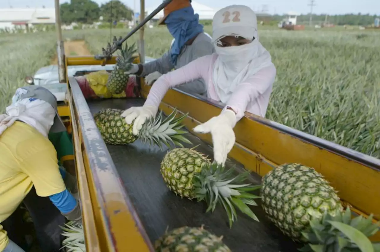 Davao-based firm to export pineapples, papayas to Singapore