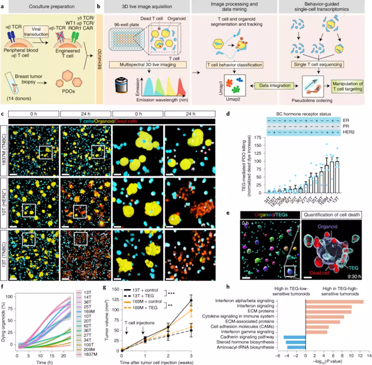 Uncovering the mode of action of engineered T cells in patient cancer organoids - Nature Biotechnology