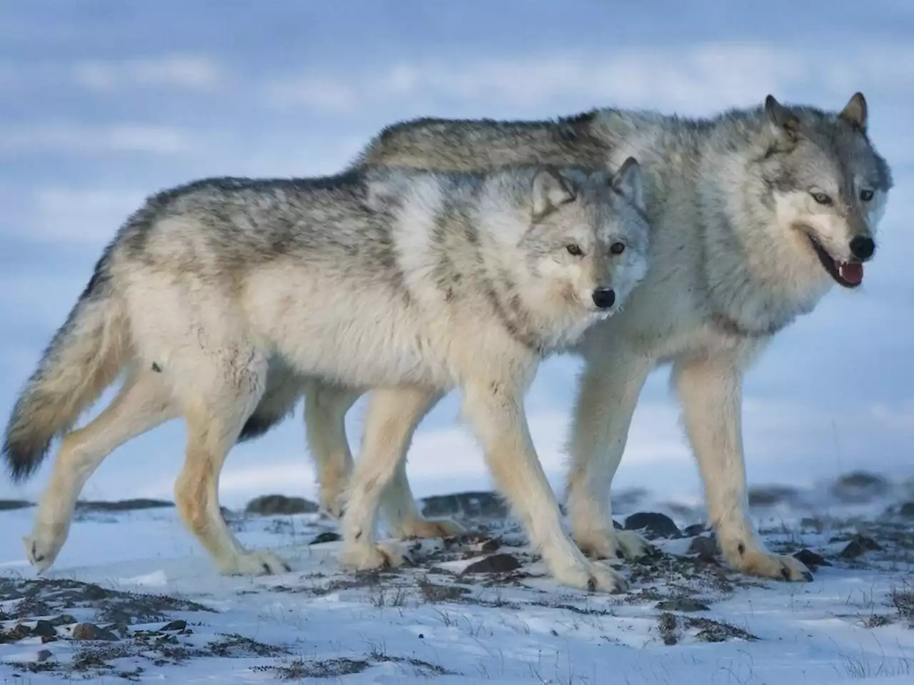 'Malicious intent' suspected as wolves found outside enclosure at Vancouver zoo