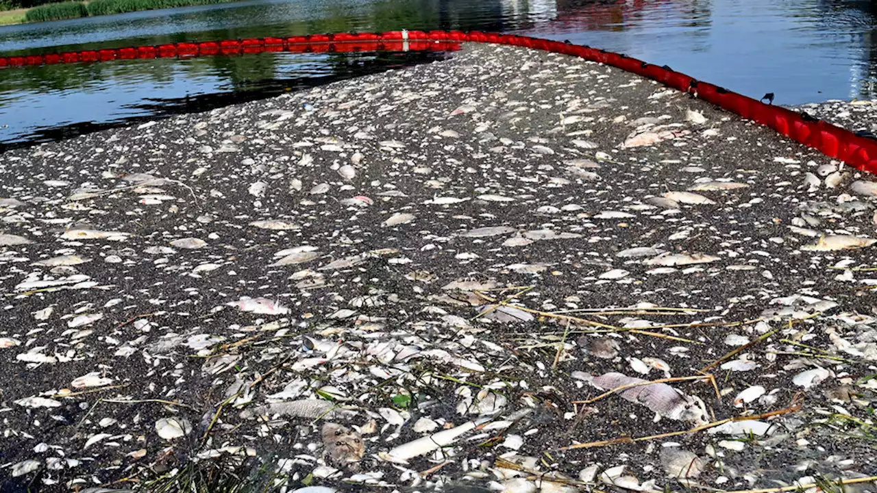 Cien toneladas de peces muertos en el Oder | Desastre ambiental en la frontera entre Polonia y Alemania