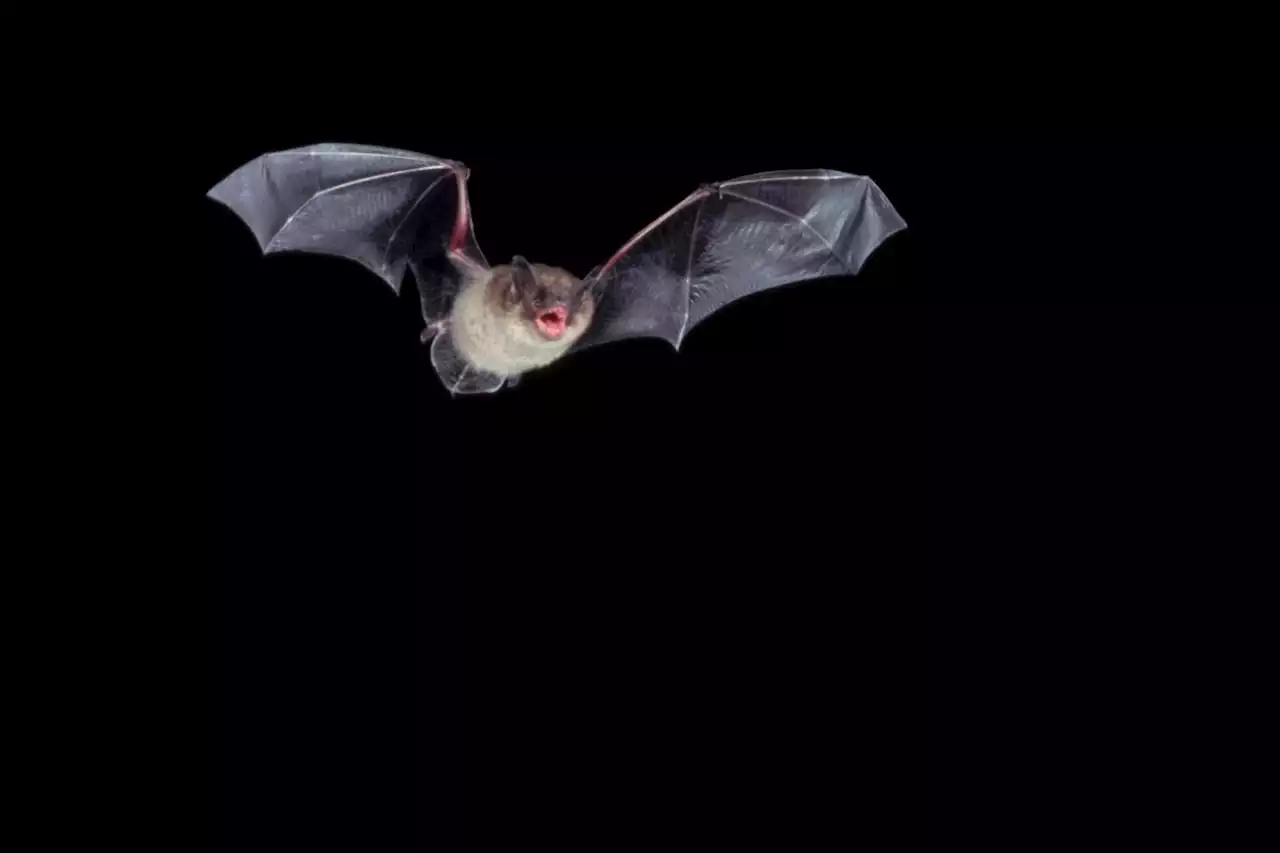 Bats are busy this time of year, but take care if you find one