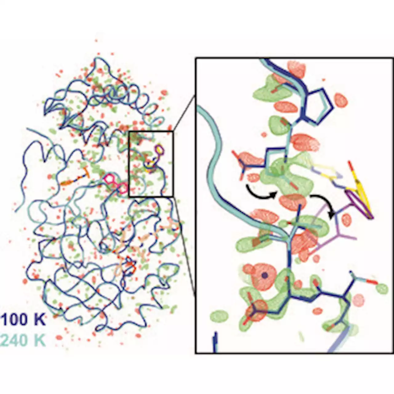 The tem­per­ature-dependent conformational ensemble of SARS-CoV-2 main protease (Mpro)