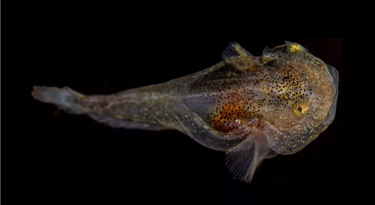 Biofluorescent snailfish brave Arctic waters with built-in antifreeze