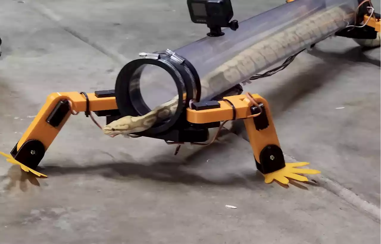 Watch a snake wearing robot trousers strut like a lizard