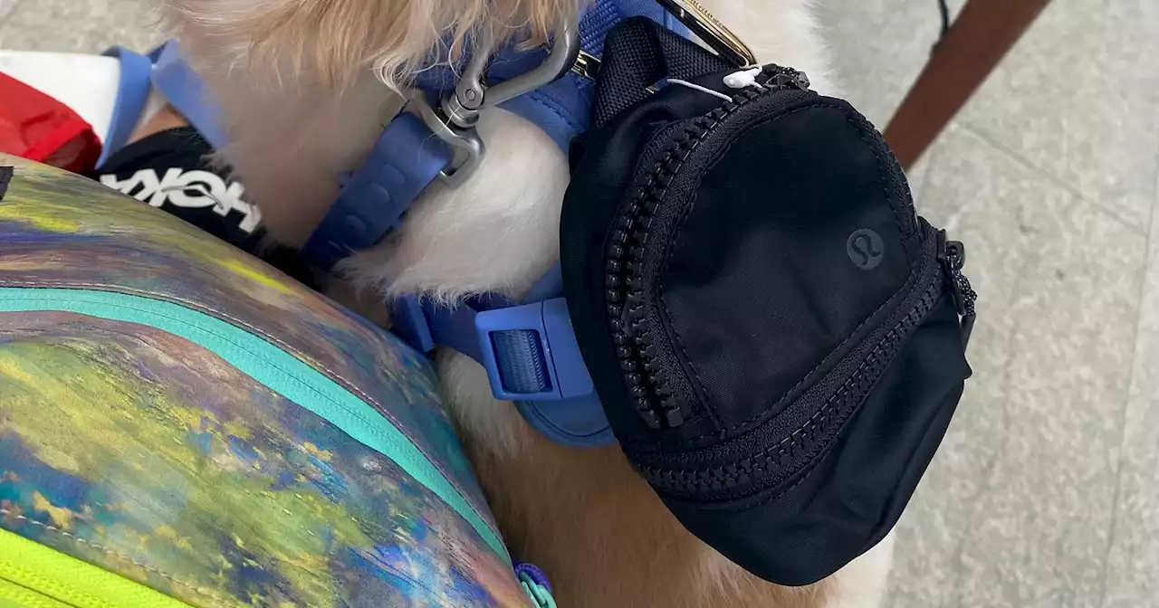 Lululemon’s First Dog Product Is Actually A Clever TikTok Hack