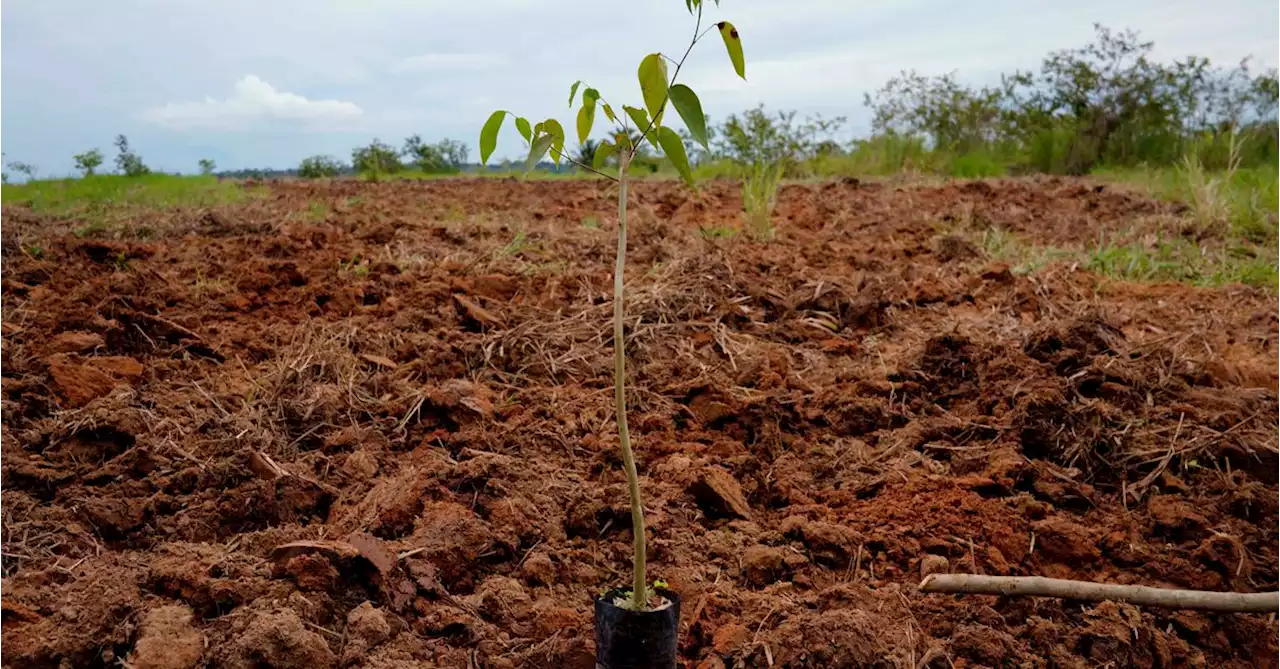 EXCLUSIVE World Bank's IFC taps blockchain for carbon offsets