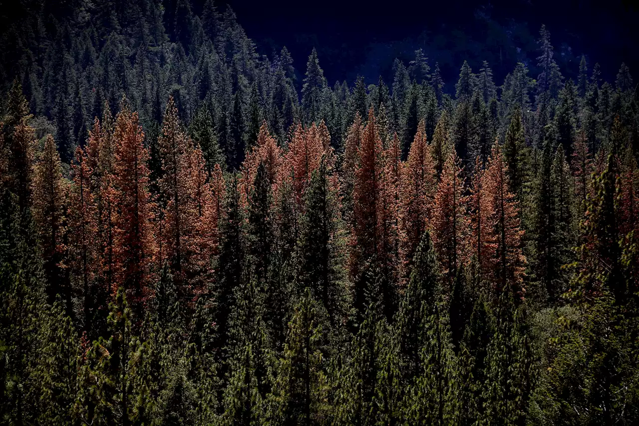 In Yosemite, camping under trees can be dangerous in summertime