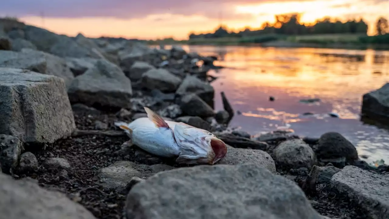 Fischsterben in der Oder