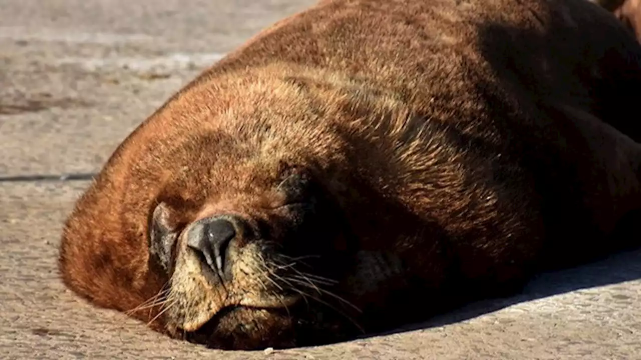 Rescatan a un lobo marino atrapado en un túnel de una central eléctrica en Mar del Plata