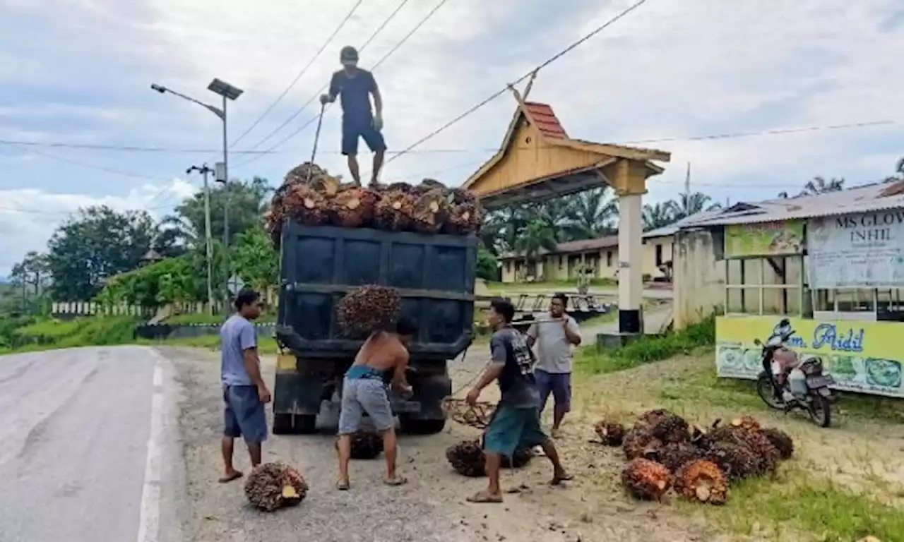 HUT RI ke-77, Harga TBS di 22 Provinsi Sudah di Atas Rp2.000