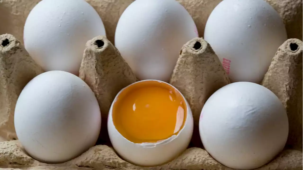 Egg-Hurling Tenant Wreaks Havoc at Luxury NYC High-Rise