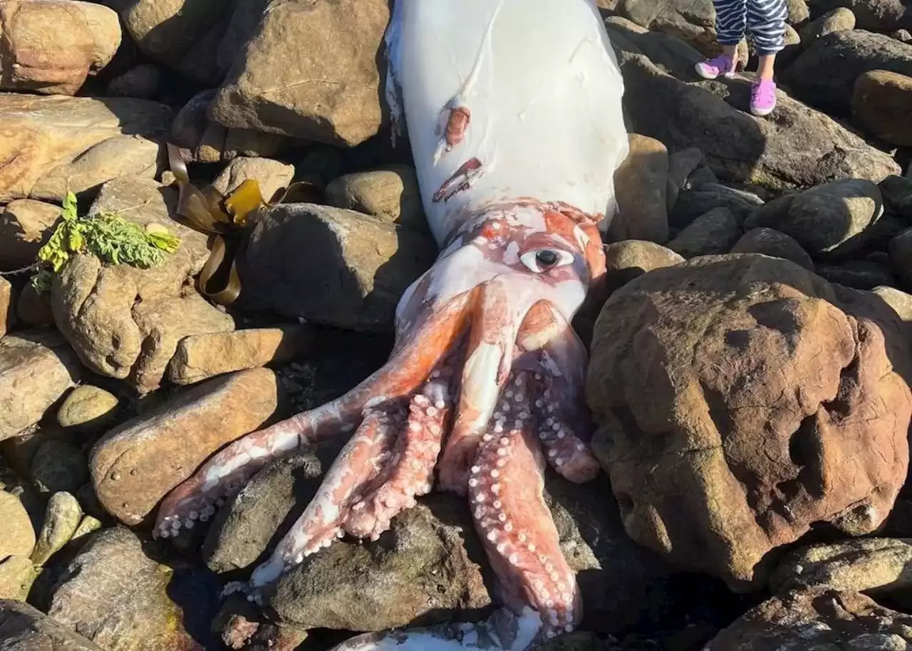 Giant squid washes ashore in Cape Town [PICS]