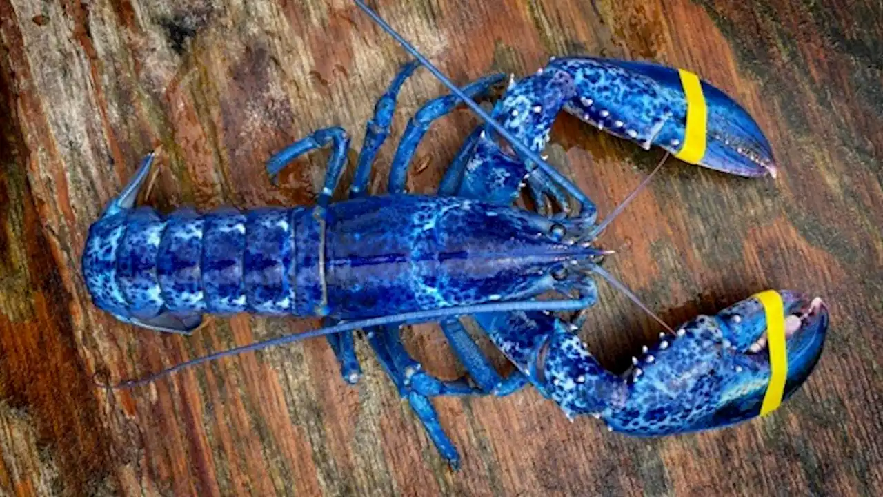 Meet 'Lucky Blue': 'One-in-2-million' bright blue lobster caught by father and son in Maine