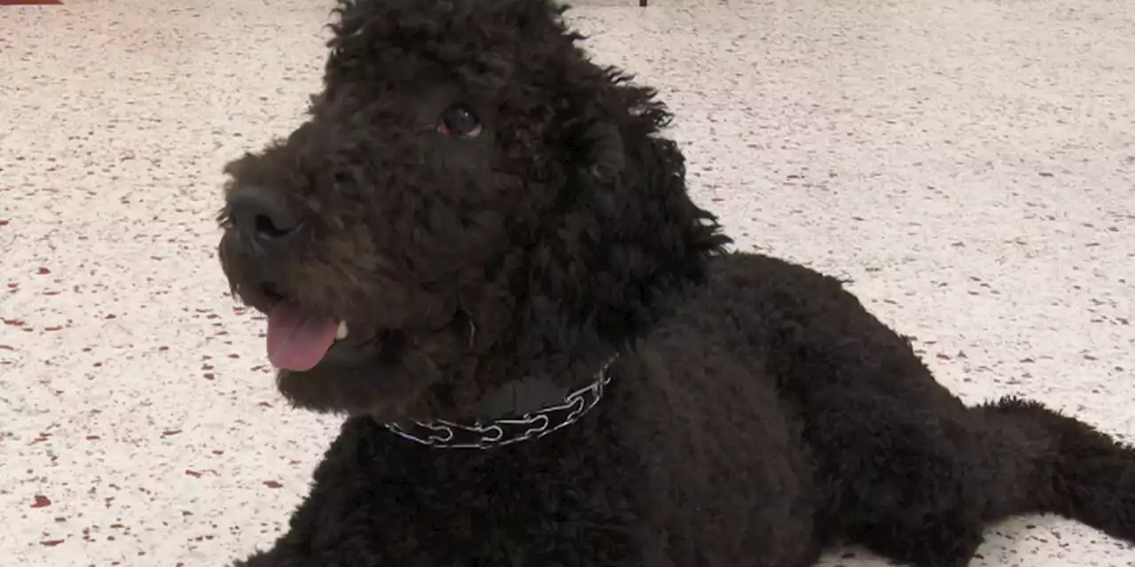 “Facility dog” spreads joy across New Brockton Elementary School