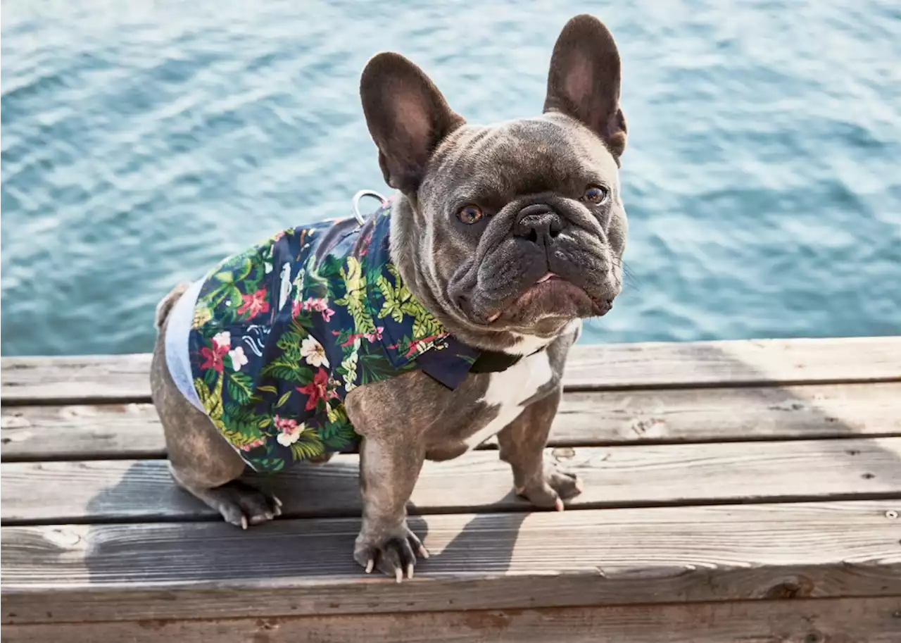 Tommy Bahama Going to the Dogs