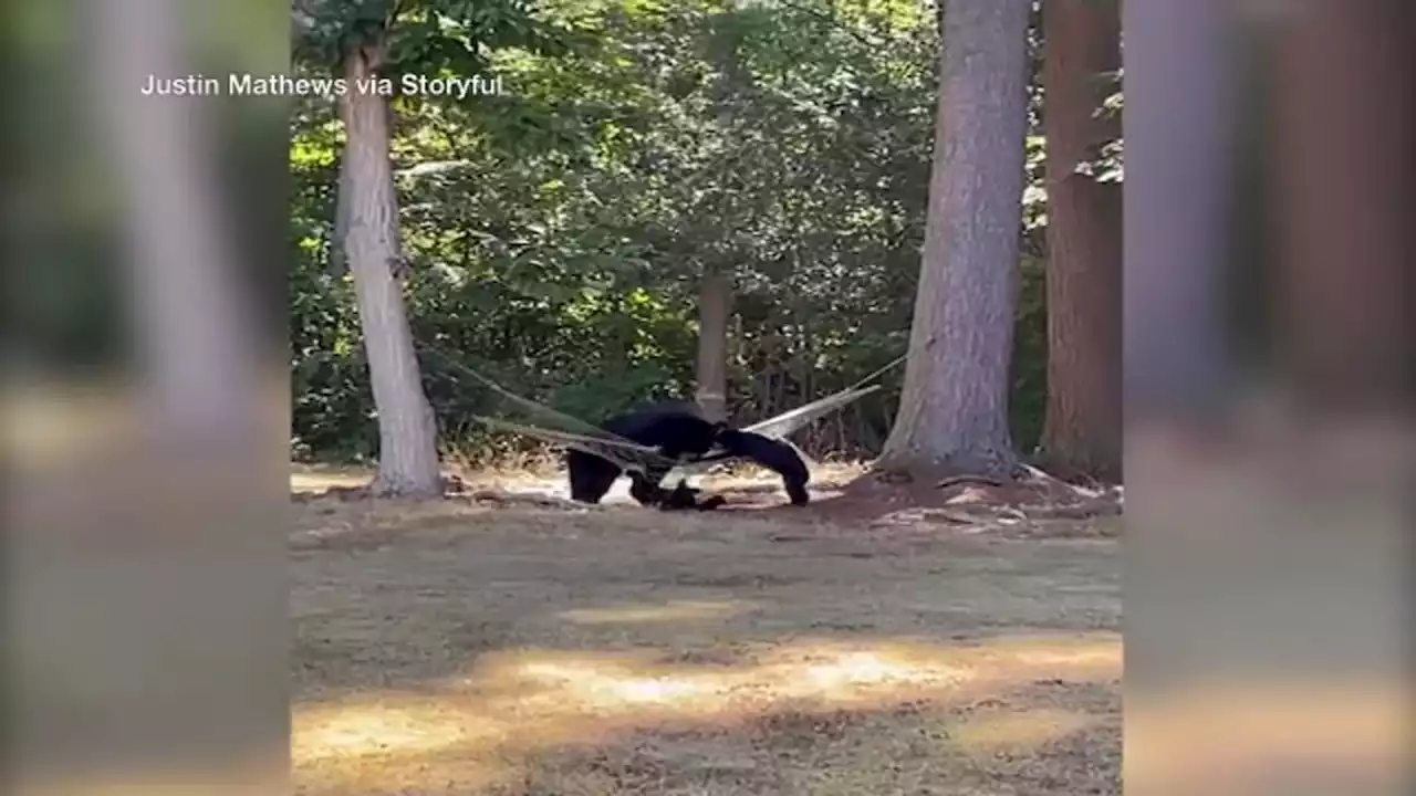 Video captures family of bears struggling to get into hammock in Connecticut