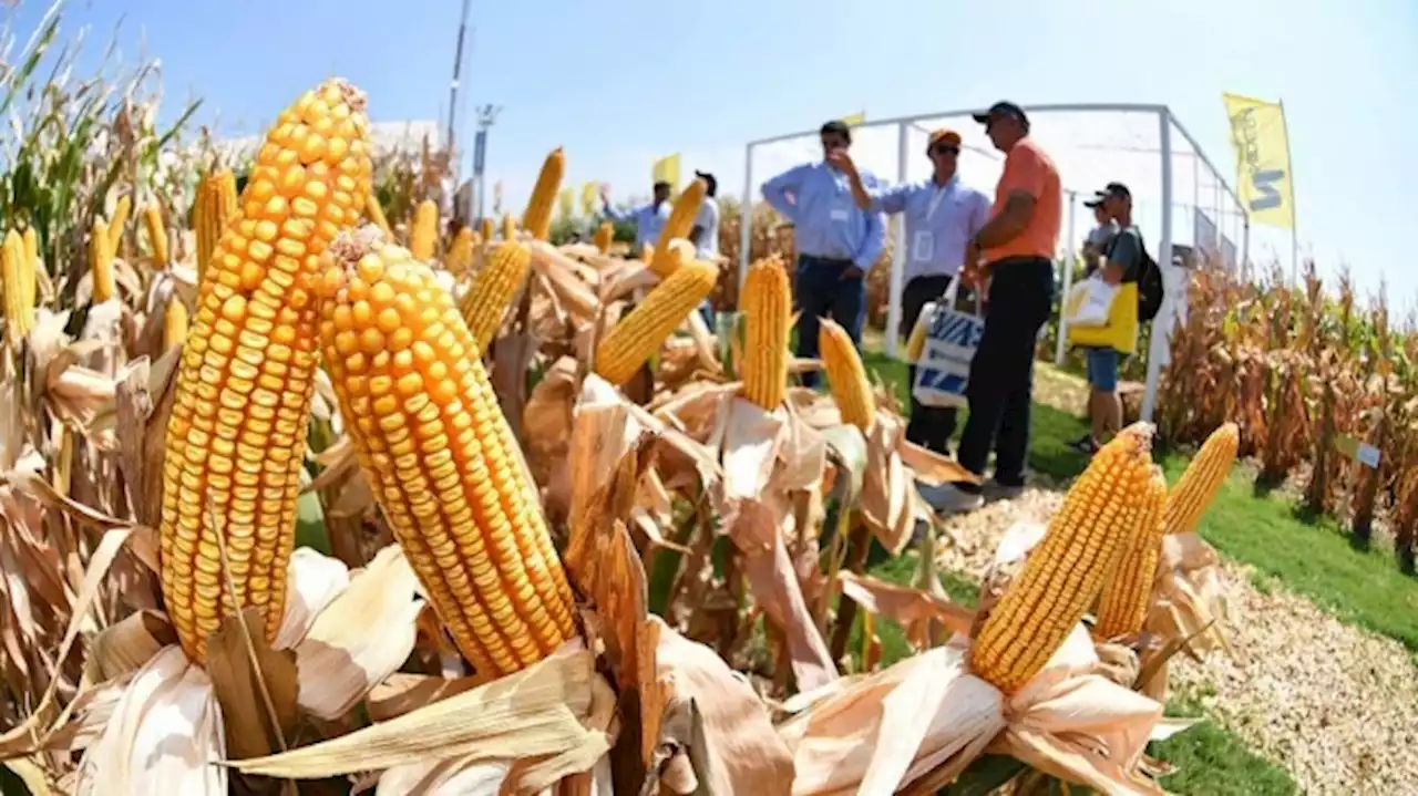 Adelantan operaciones de exportaciones del agro y esperan llegar US$ 1.000 millones