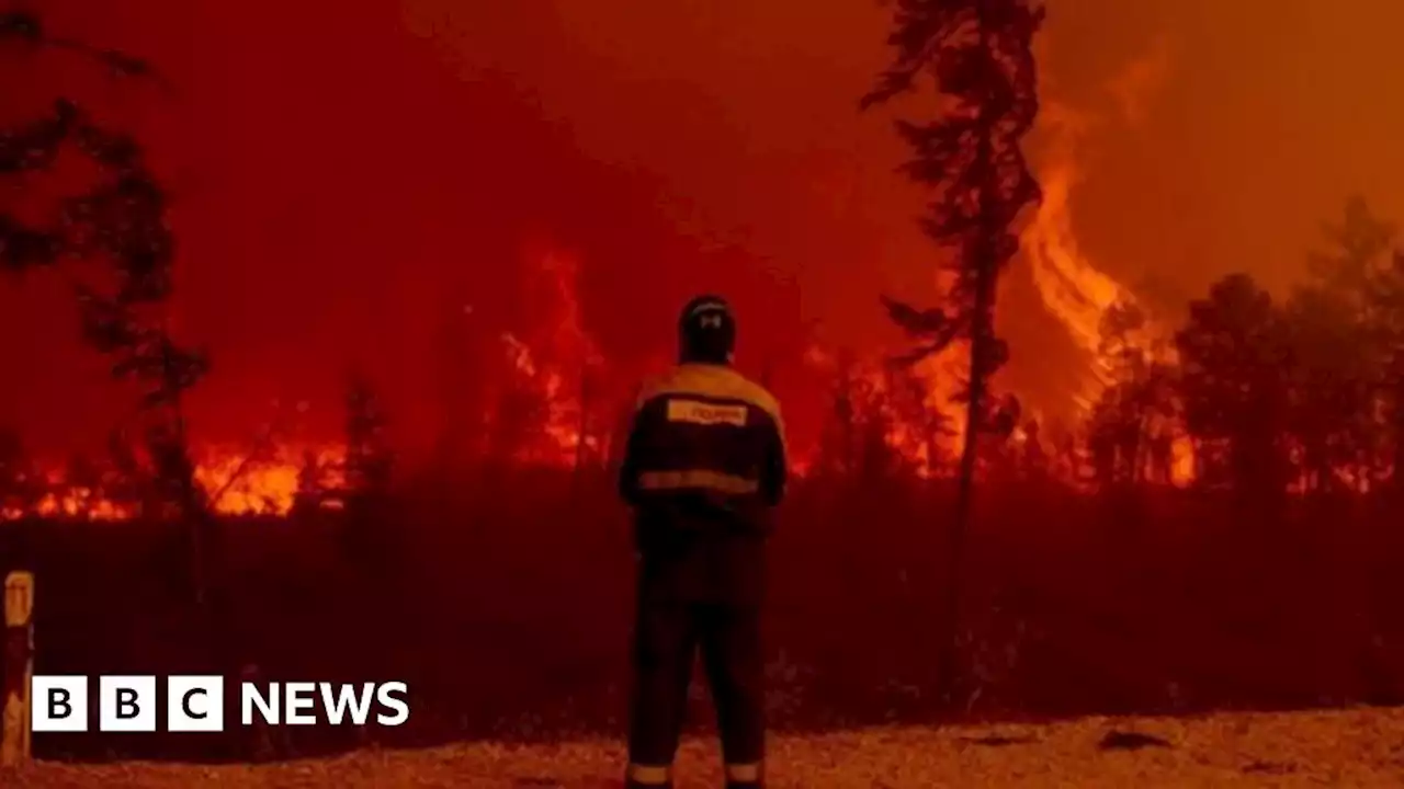 Climate change: 'Staggering' rate of global tree losses from fires