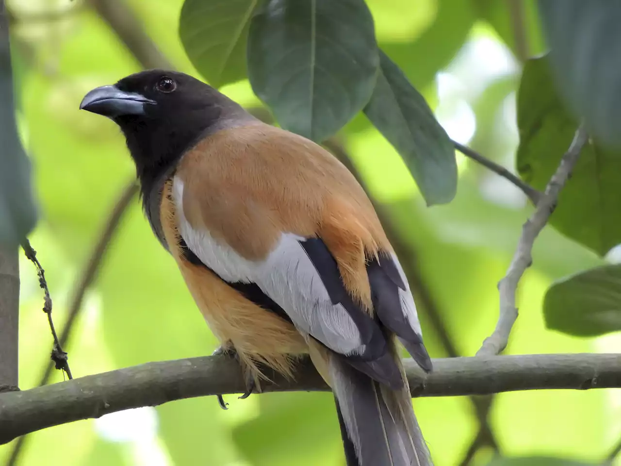 This is the first and only poisonous bird that has ever been discovered