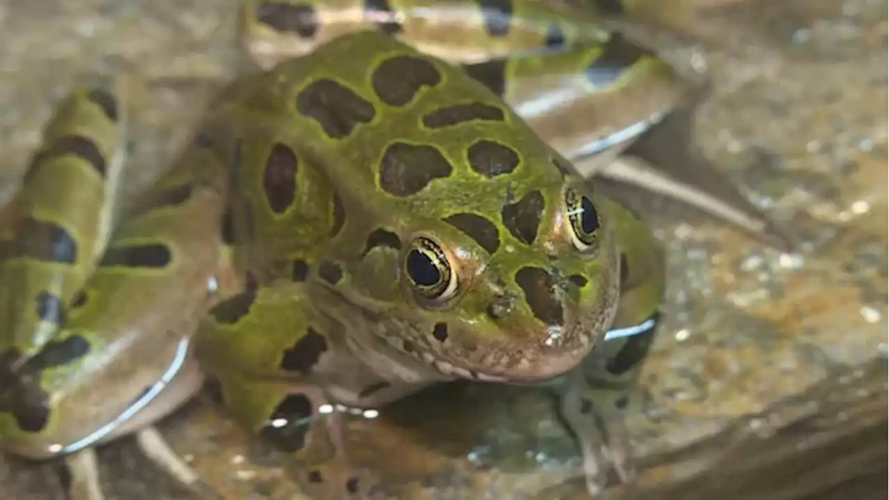 Northern leopard frogs released as part of Calgary Zoo project | CBC News